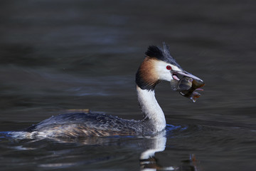 Great crested grebe (Podiceps cristatus)