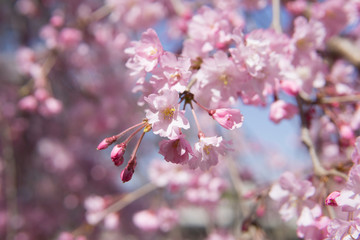 Kirschblüte in Japan