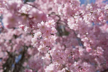 Kirschblüte in Japan