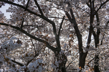 Kirschbl&uuml;te in Japan