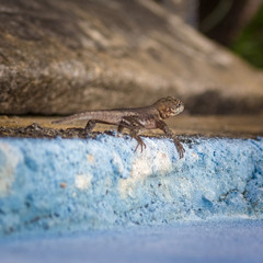 beautiful lizard in venezuela