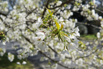 Kirschblüte in Japan