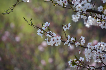 Cherry Blossoms; Sakura
