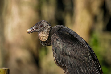 Black Vulture