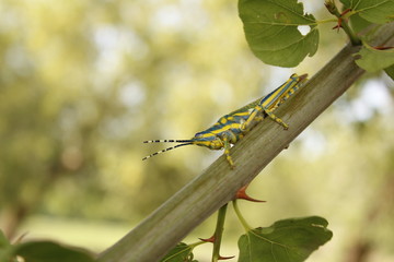 A unique grasshopper