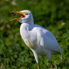 Cattle Egret