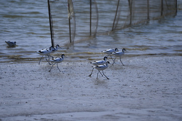 The birds of the sea
