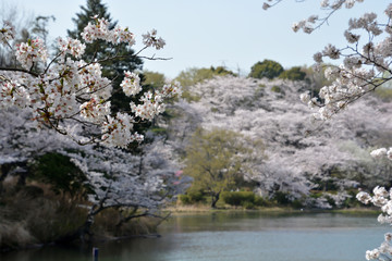 Obraz na płótnie Canvas Cherry Blossoms; Sakura