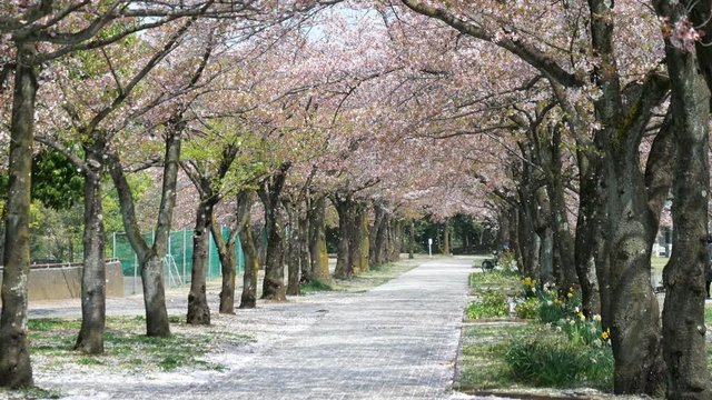 Tokyo,Japan-April 3, 2018: A shower of falling cherry blossoms in a park