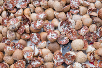 Areca catechu