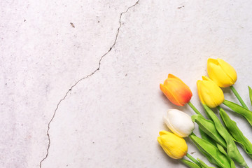 tulip flower on the crack white cement spring background concept