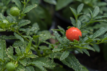 tomato plant