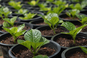 plant pot