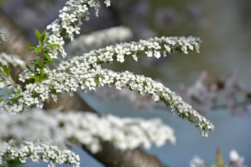 Thunberg's meadowsweet