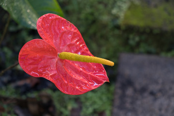 Flamingo Flower