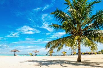 Palm tree on the sandy beach with palm tree umbrella