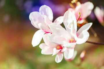 Beautiful flowering Magnolia tree with pink flowers. Spring background.