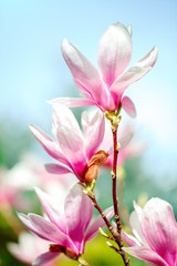 Obraz na płótnie Canvas Beautiful flowering Magnolia tree with pink flowers. Spring background.