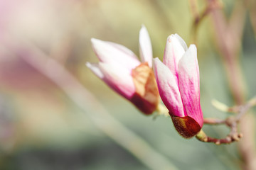 Fototapeta premium Beautiful flowering Magnolia tree with pink flowers. Spring background.