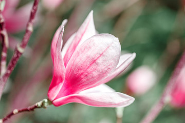 Beautiful flowering Magnolia tree with pink flowers. Spring background.