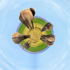 360 degree view of Elephant on savannah in Africa