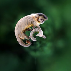 360 degree view of Capuchin monkey
