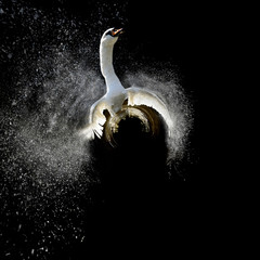 Vue à 360 degrés de Swan
