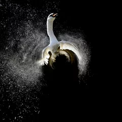 Crédence de cuisine en verre imprimé Cygne Vue à 360 degrés de Swan