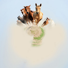 360 degree view of Horse