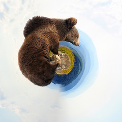 360 degree view of Brown bear