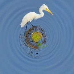 360 degree view of White egret