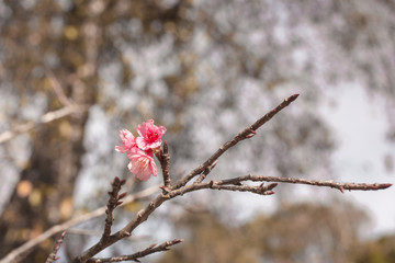 Beautiful Wild Himalayan Cherry flower.