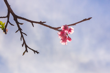 Beautiful Wild Himalayan Cherry flower.