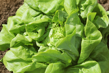 Fresh lettuce in early spring garden , selective focus. Healthy eating concept