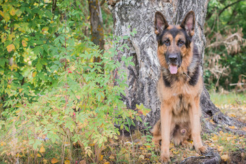 German shepherd dog in sunny autumn
