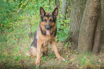 German shepherd dog in sunny autumn