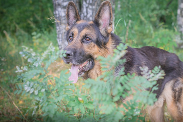 German shepherd dog in sunny autumn