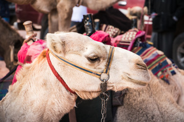 Camel in desert in a day