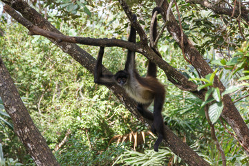 Spider monkey in Belize forest