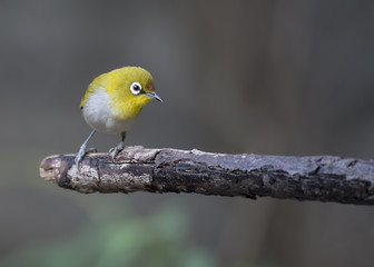 White Eye in the forest 