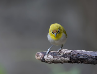 Oriental white-eye