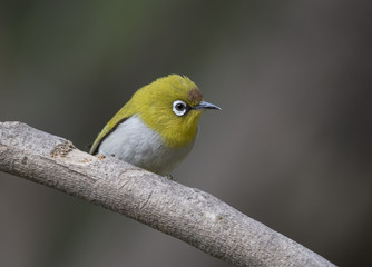 Oriental white-eye Closeup