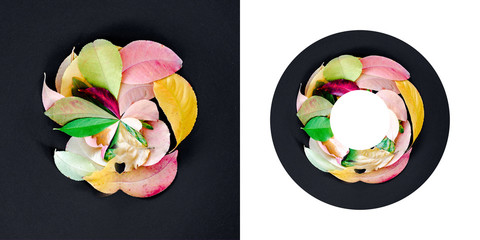 cd, cover, disk, autumn