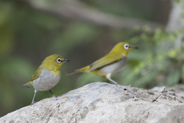 Oriental white-eye