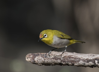 Oriental white-eye