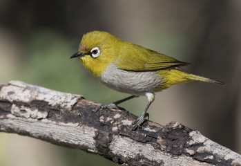 Oriental white-eye