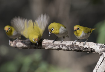 Flock of Oriental white-eye