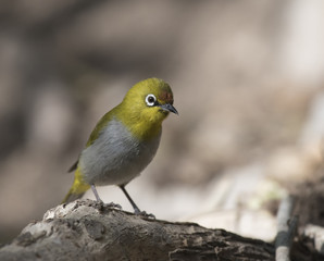Oriental white-eye