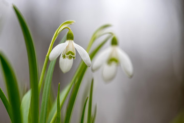 Snowdrop spring flowers