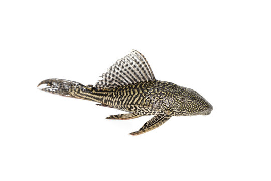 Fish Hypostomus plecostomus isolated on white